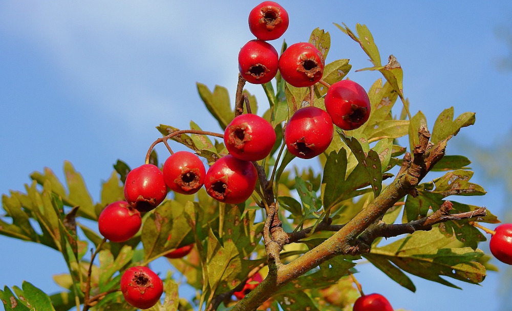 hawthorn herb